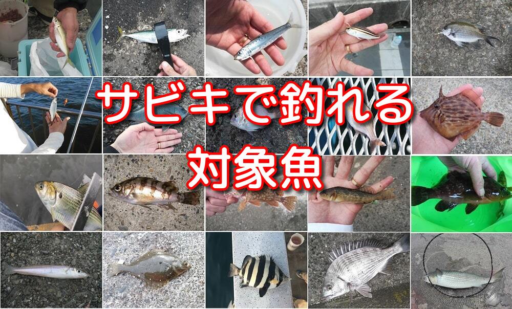 サビキで釣れる魚 初心者でも釣果をだせるサビキ釣り 海釣りのバイブル