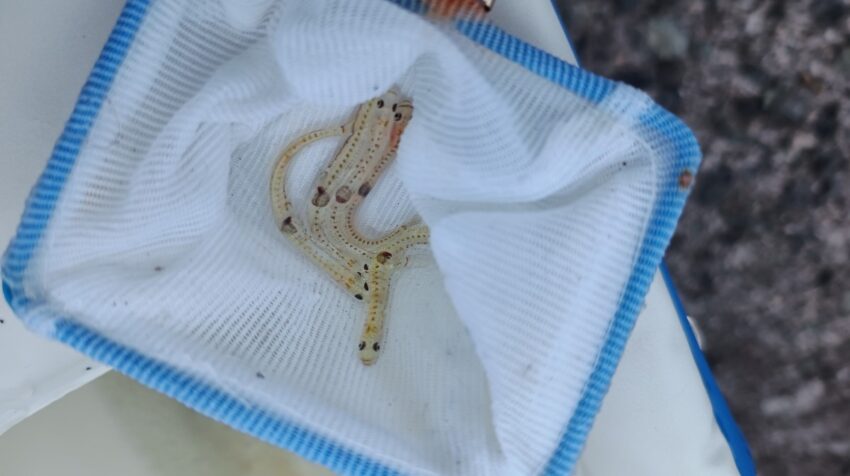 よく釣れるが、入手時期が限定されるシロウオ