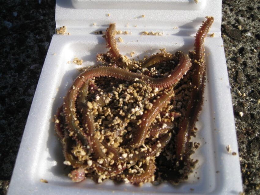 バチ抜けシーズンならメバルも荒食いする青イソメ