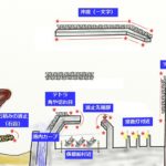 メバルの釣り場とポイント