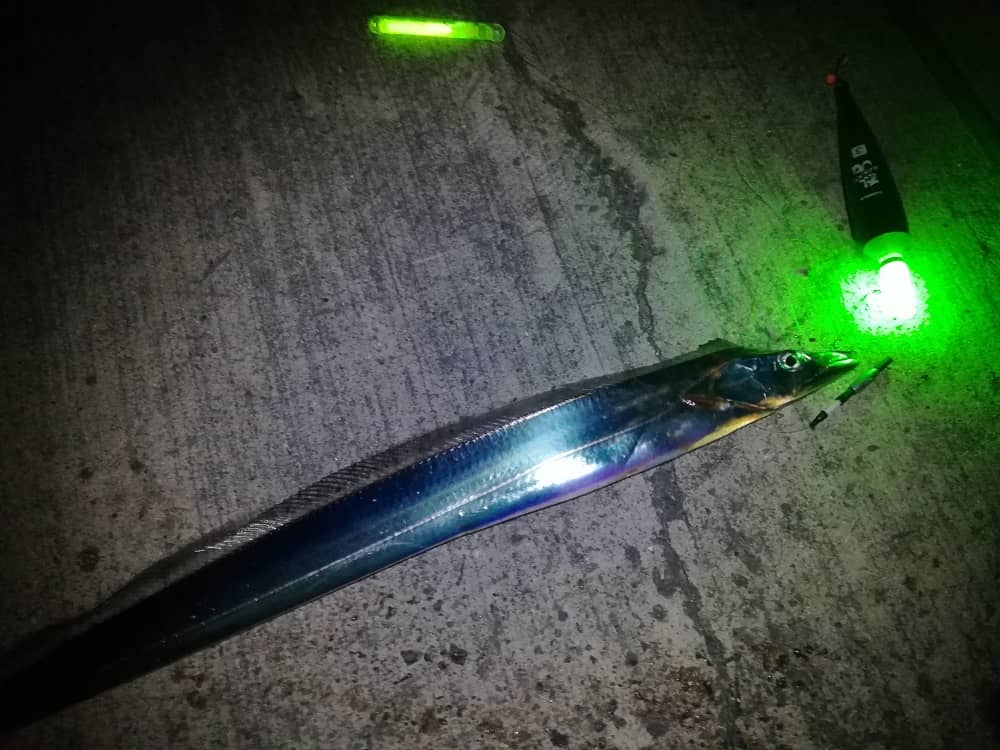 太刀魚（タチウオ）の特徴