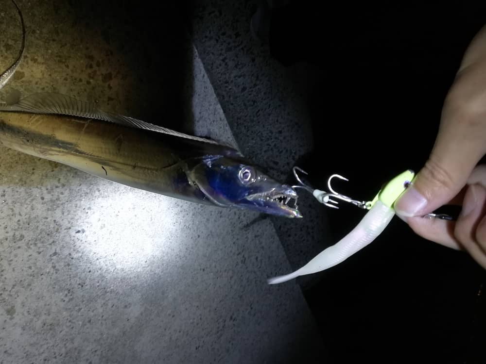タチウオの生態と習性