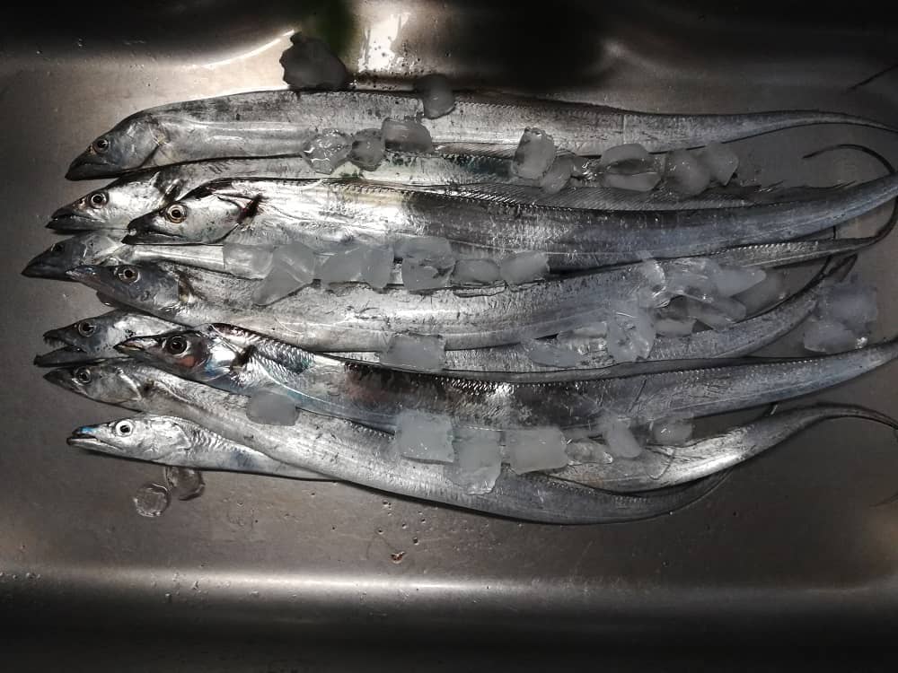 タチウオが釣れる時期