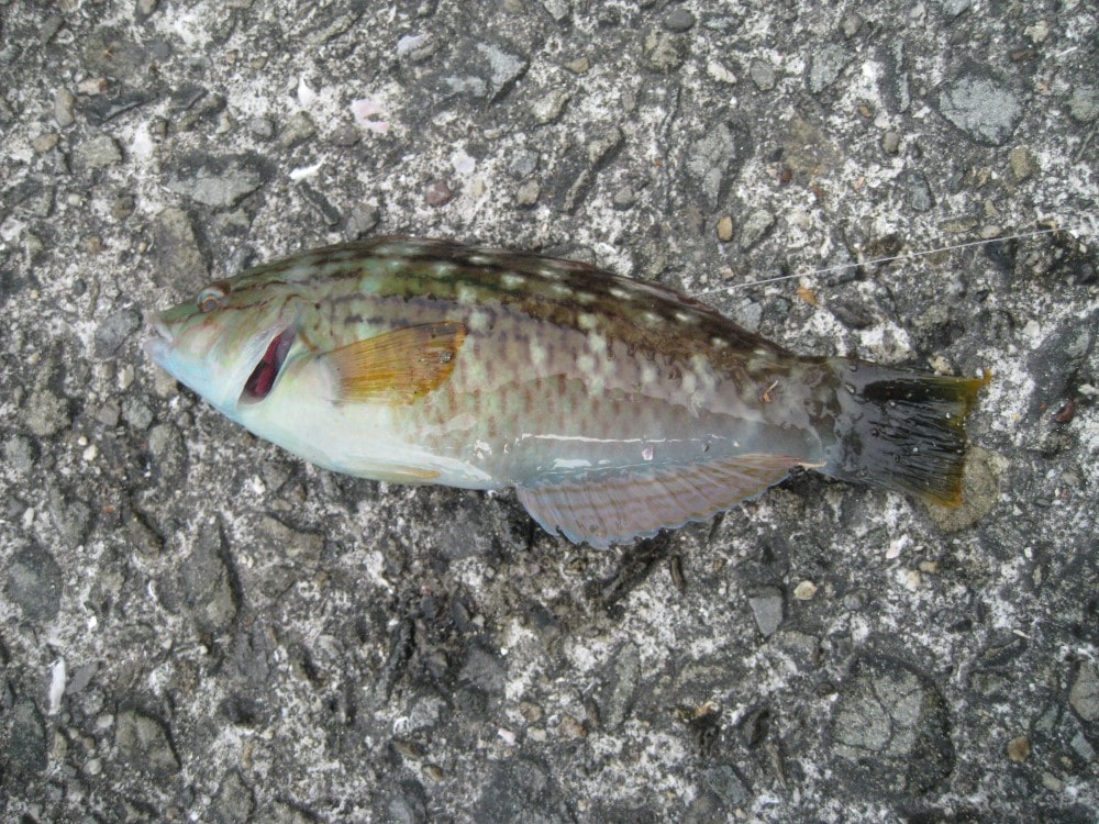 【サビキで釣れる魚】初心者でも釣果をだせるサビキ釣り | 海釣りのバイブル