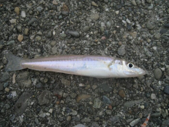 サビキで釣れる意外な魚であるキス