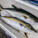 ハマチが良く釣れる時期