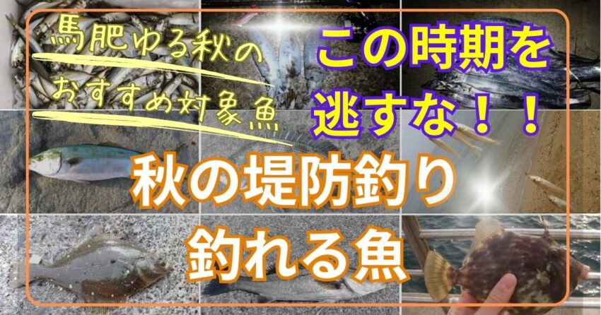 秋の海釣り（堤防釣り）で釣れる魚