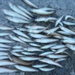 数釣りも可能なピンギスシーズン