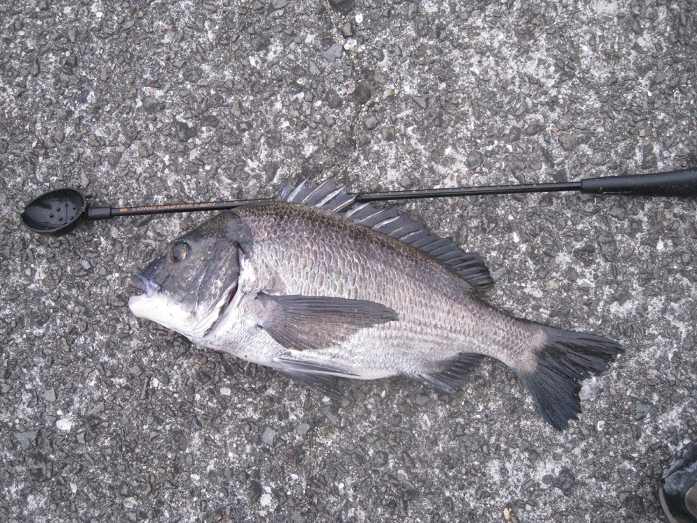 3月は乗っ込みで大物釣果の期待高まるチヌ