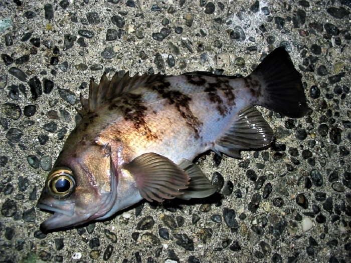 3月は産卵を終えて戻り始めるメバル