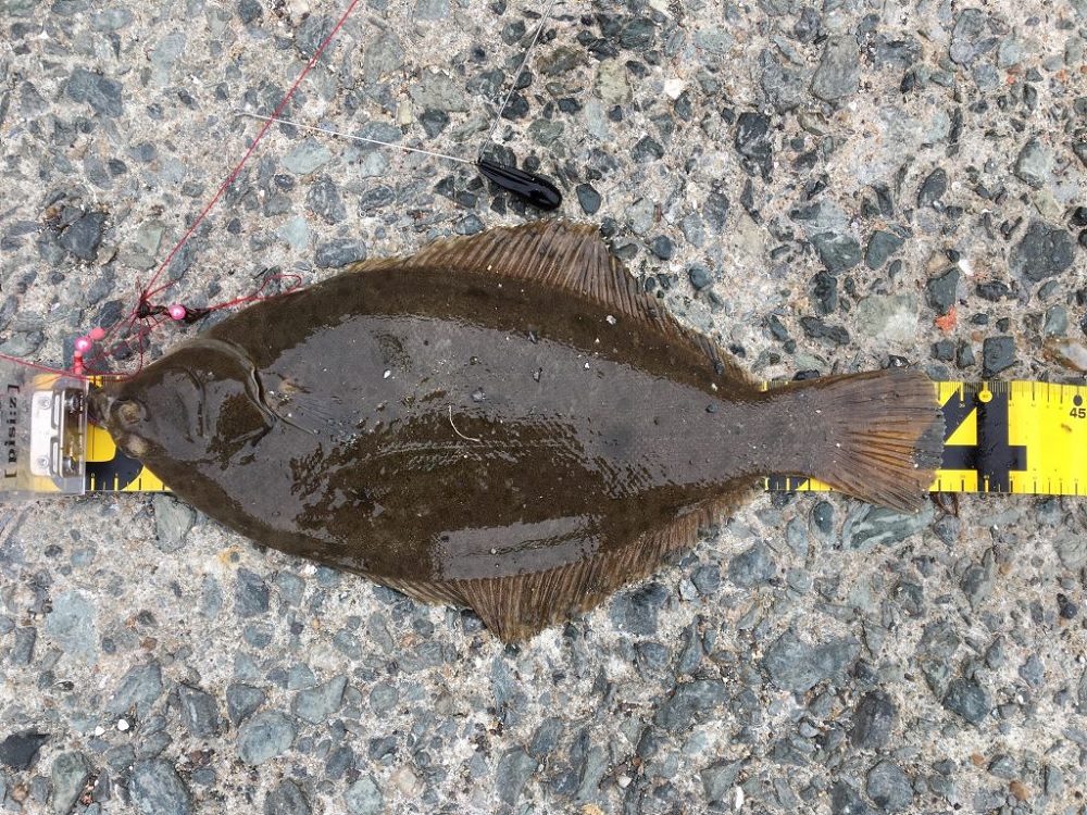 3月は戻りカレイを狙う最適の時期
