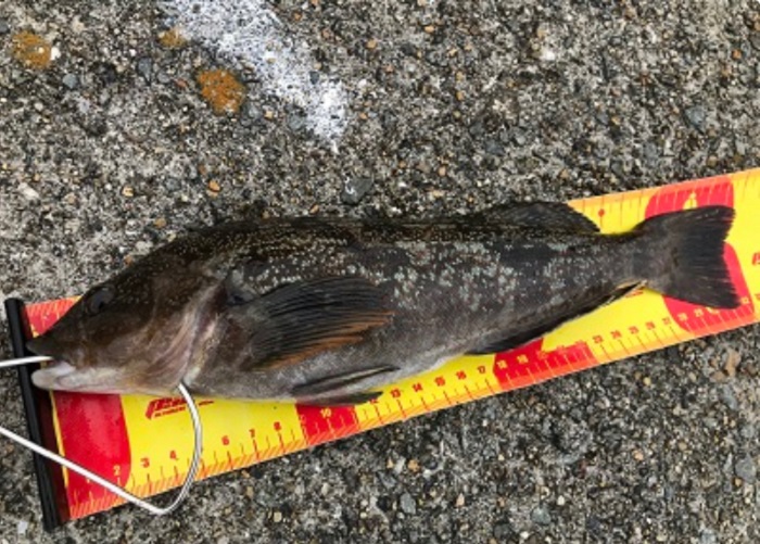 様々な釣り方で狙える3月のアイナメ