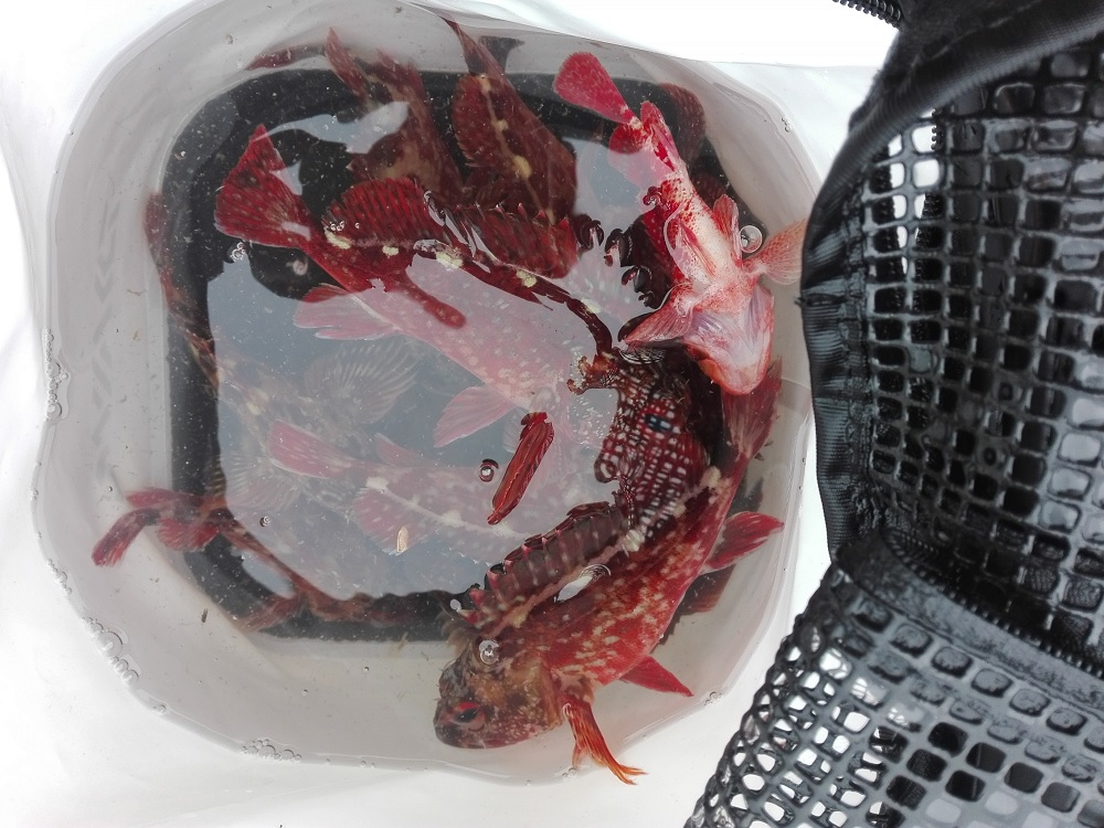 抱卵個体多いが良型が期待できる3月のカサゴ