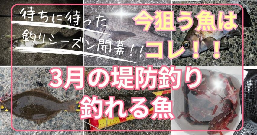 3月の堤防釣りで釣れる魚