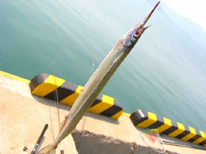 11月のサヨリは高級魚の閂に出会えるチャンス