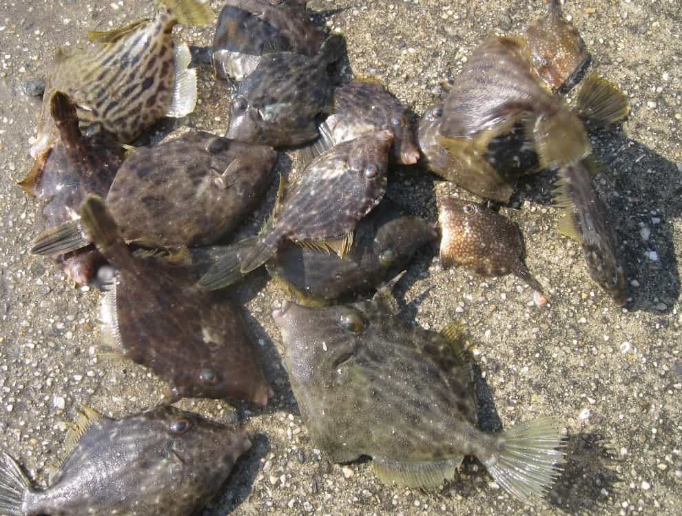 10月のカワハギは数釣りを楽しめる