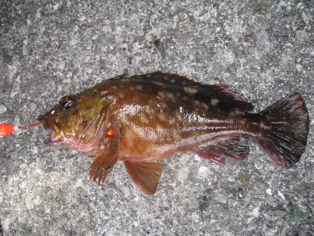 春の堤防釣りで釣れる魚～海釣りシーズン開幕！！ | 海釣りのバイブル