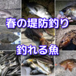 春の海釣り（堤防釣り）で釣れる魚