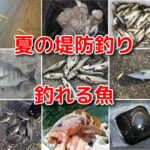 夏の海釣り（堤防釣り）で釣れる魚