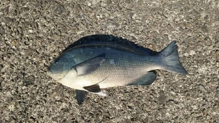 冬の堤防釣りで釣れる魚 釣果で寒さをぶっ飛ばせ 海釣りのバイブル