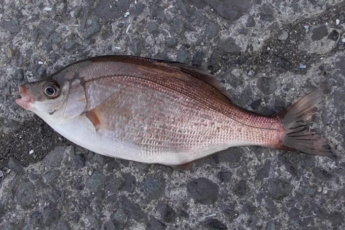 釣り物の少ない冬は本命にもなるウミタナゴ