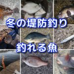 冬の海釣り（堤防釣り）で釣れる魚