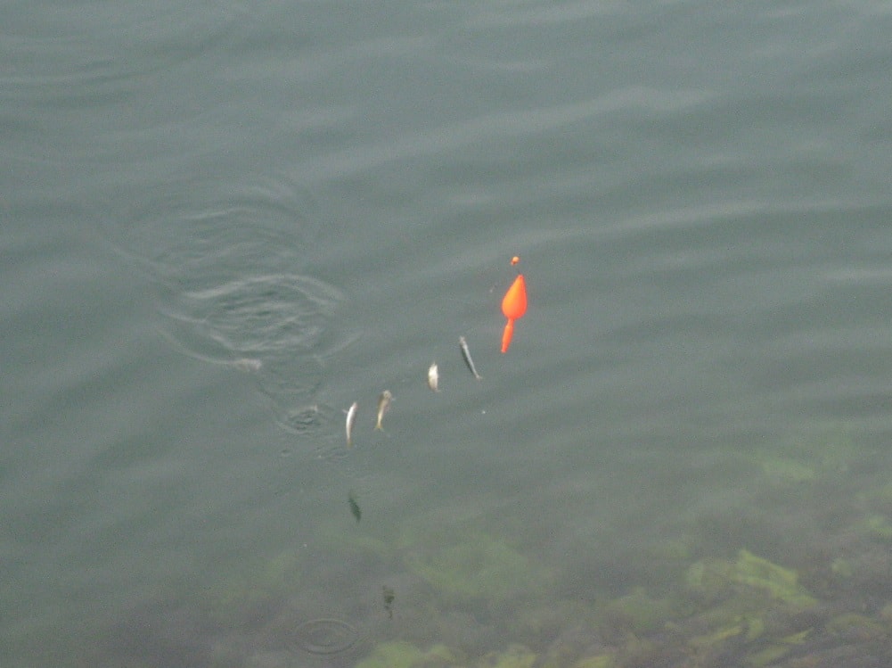 波止釣りで三大釣法に分類されない釣り方の種類 海釣りのバイブル