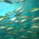 アジは回遊性の魚