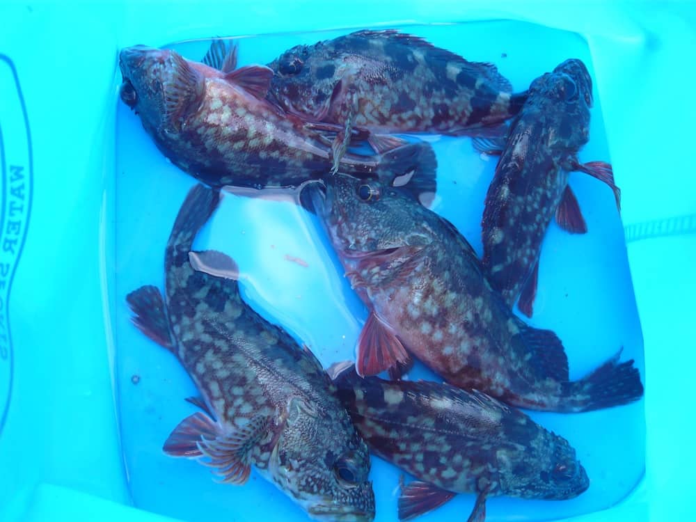 【カサゴの釣り方】エサとルアーのカサゴ釣りの種類 - MethoD MarbleDrockfish Species 001 Min