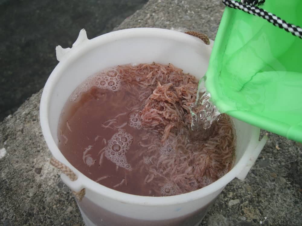 集魚力抜群の【アミエビ】