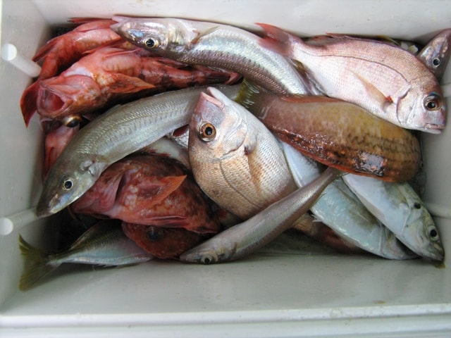 堤防釣りで釣れる魚の種類と釣りやすさ 海釣りのバイブル